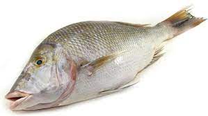 Lethrinus nebulosus Fish