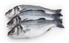 Bass Fish