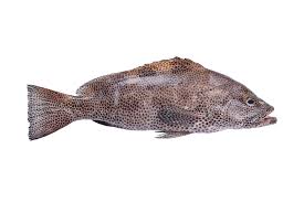 Wakkar Fish