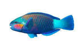 Parrot fish