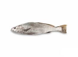 lott fish 1kg