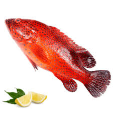 Coral Trout Fish 1 Kg