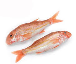 Striped Red Mullet Fish