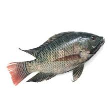 Large Tilapia Fish 0.5 Kg