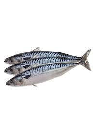 Mackerel Fish