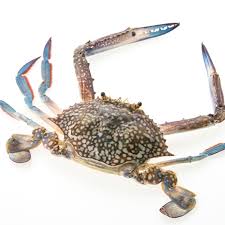 Crabs