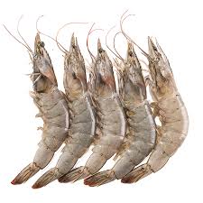 Jumpo Shrimps