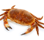 female crabs